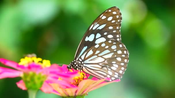 Çiçek Kelebek Çiçeği Kelebek Kelebeği — Stok video