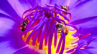 4K Nilüfer poleni üzerinde yiyecek arayan bir arı sürüsü