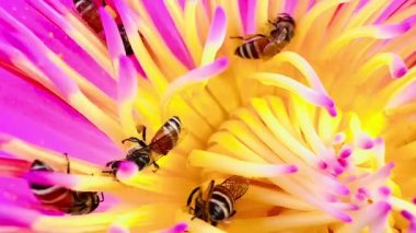 4K Nilüfer poleni üzerinde yiyecek arayan bir arı sürüsü