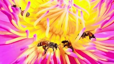4K Nilüfer poleni üzerinde yiyecek arayan bir arı sürüsü