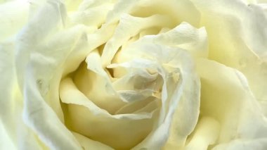 Arka planda güzel beyaz bir gül. Çiçek açan beyaz gülün yakın plan fotoğrafı. Tatil, aşk, doğum günü tasarım arkaplanı. Bud yakın çekim. Makro. 4K UHD video