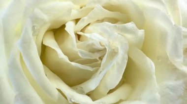 Arka planda güzel beyaz bir gül. Çiçek açan beyaz gülün yakın plan fotoğrafı. Tatil, aşk, doğum günü tasarım arkaplanı. Bud yakın çekim. Makro. 4K UHD video