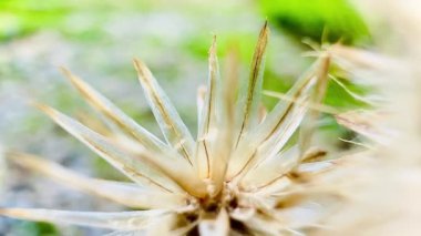 4K makro kuru çimen çiçeği meltem doğa dokusu ve arka planda