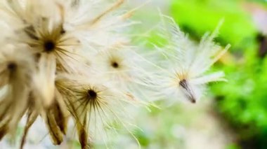 4K makro kuru çimen çiçeği meltem doğa dokusu ve arka planda