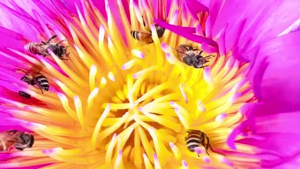 Σμήνος Μελισσών Που Αναζητούν Γύρη Του Λωτού — Αρχείο Βίντεο