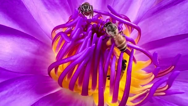 Essaim Abeilles Qui Nourrissent Pollen Lotus — Video