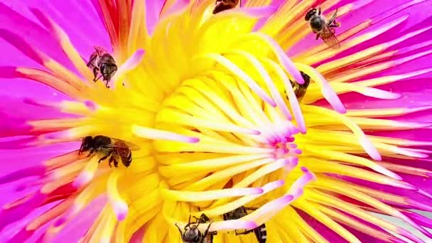Рой Пчел Кормящихся Пыльце Лотоса — стоковое видео