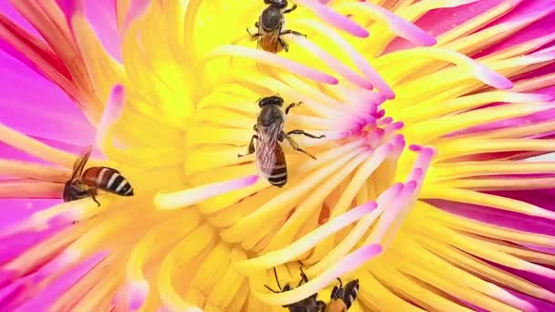 Рой Пчел Кормящихся Пыльце Лотоса — стоковое видео