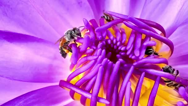 Рід Бджіл Харчуються Пилком Лотоса — стокове відео