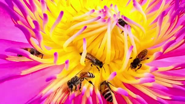 Σμήνος Μελισσών Που Αναζητούν Γύρη Του Λωτού — Αρχείο Βίντεο
