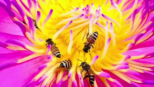 Рід Бджіл Харчуються Пилком Лотоса — стокове відео