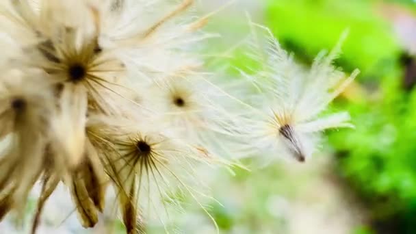 Makro Sucha Trawa Kwiat Wietrze Natura Tekstury Tła — Wideo stockowe