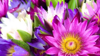 4K güzel renkli nilüfer çiçekleri doğa arka planı