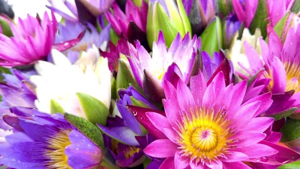 Piękne Kolorowe Kwiaty Lotosu Natura Tło — Wideo stockowe