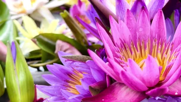 Indah Berwarna Bunga Teratai Latar Belakang Alam — Stok Video