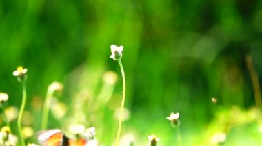 HD 1080 p süper yavaş çekim Tayland güzel kelebeği çayır çiçekleri doğa