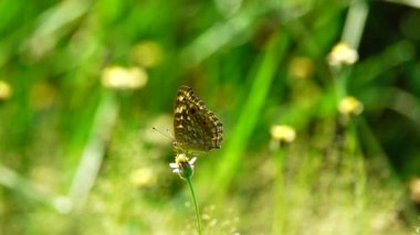 HD 1080 p süper yavaş çekim Tayland güzel kelebeği çayır çiçekleri doğa