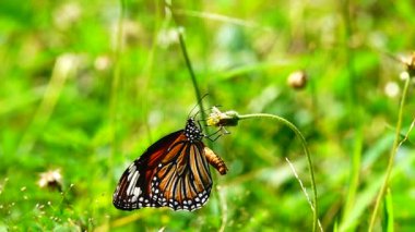 HD 1080 p süper yavaş çekim Tayland güzel kelebeği çayır çiçekleri doğa