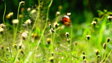 HD 1080 p süper yavaş çekim Tayland güzel kelebeği çayır çiçekleri doğa