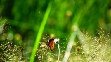HD 1080 p süper yavaş çekim Tayland güzel kelebeği çayır çiçekleri doğa
