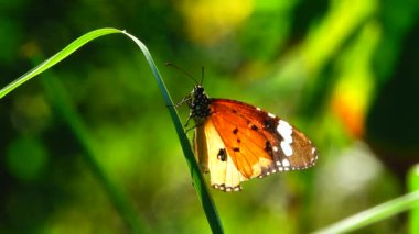 4K Thai güzel kelebek çayır çiçekleri doğa