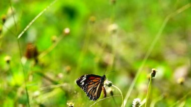 HD 1080 p süper yavaş çekim Tayland güzel kelebeği çayır çiçekleri doğa