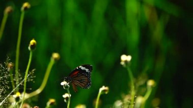 HD 1080 p süper yavaş çekim Tayland güzel kelebeği çayır çiçekleri doğa