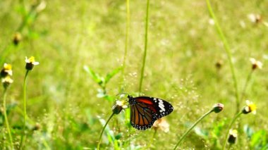 HD 1080 p süper yavaş çekim Tayland güzel kelebeği çayır çiçekleri doğa