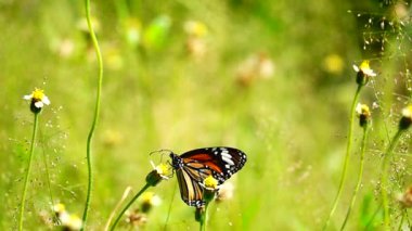HD 1080 p süper yavaş çekim Tayland güzel kelebeği çayır çiçekleri doğa