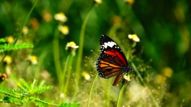 HD 1080 p süper yavaş çekim Tayland güzel kelebeği çayır çiçekleri doğa