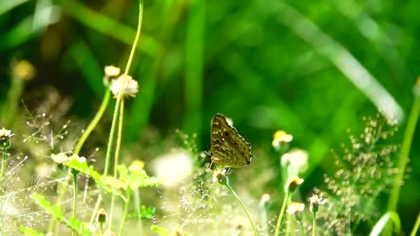 Тайская Красивая Бабочка Лугу Цветы Природа Открытом Воздухе — стоковое видео