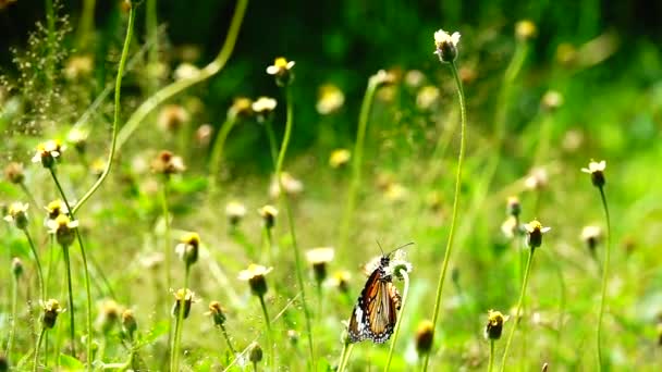 1080P Super Zpomalení Thajský Krásný Motýl Louce Květiny Příroda Venkovní — Stock video