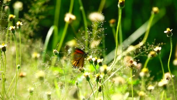 1080P Super Powolny Ruch Tajski Piękny Motyl Łące Kwiaty Natura — Wideo stockowe