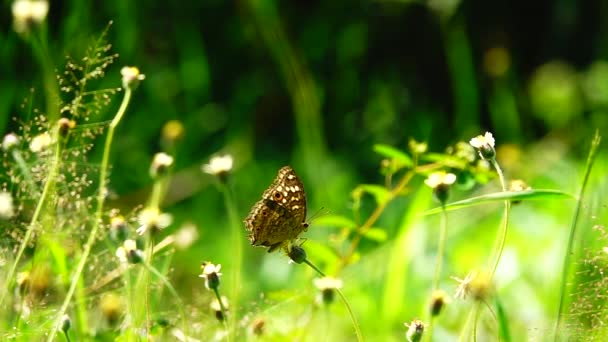 1080 Süper Yavaş Çekim Tayland Güzel Kelebeği Çayır Çiçekleri Doğa — Stok video