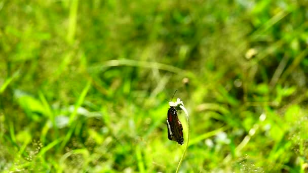 1080P Super Slow Motion Thaise Mooie Vlinder Weide Bloemen Natuur — Stockvideo
