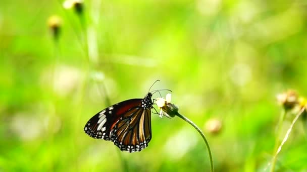 1080 Süper Yavaş Çekim Tayland Güzel Kelebeği Çayır Çiçekleri Doğa — Stok video