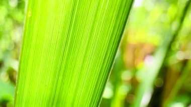 4K Güneş ışığı kışın yeşil yaprakları arasında parlıyor..