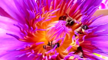 4K Nilüfer poleni üzerinde yiyecek arayan bir arı sürüsü