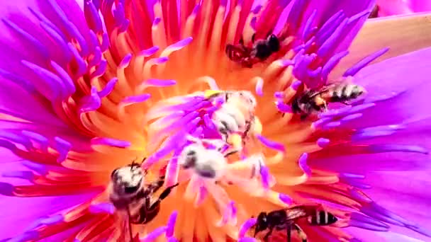 4K一群蜜蜂在莲花花粉上觅食 — 图库视频影像