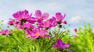 4K pembe kozmos çiçekleri mavi gökyüzü bulutları doğa arkaplanı