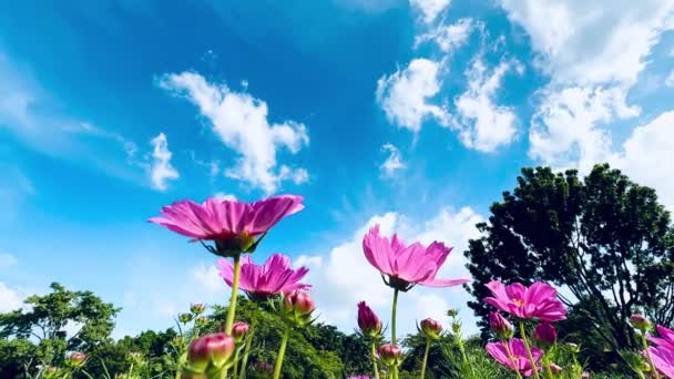 Ροζ Σύμπαν Λουλούδια Μπλε Σύννεφα Ουρανό Φύση Φόντο — Αρχείο Βίντεο