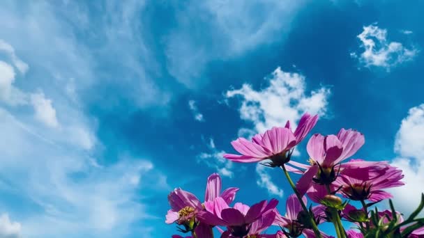 Różowy Kosmos Kwiaty Niebieski Niebo Chmury Natura Tło — Wideo stockowe