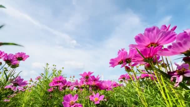 Pink Cosmos Flowers Blue Sky Clouds Nature Background — Stock Video