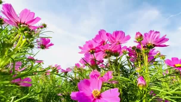 Pembe Kozmos Çiçekleri Mavi Gökyüzü Bulutları Doğa Arkaplanı — Stok video