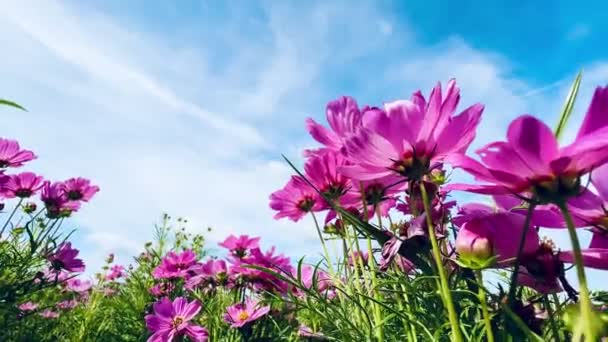 Рожеві Квіти Космосу Блакитні Небо Хмари Природний Фон — стокове відео