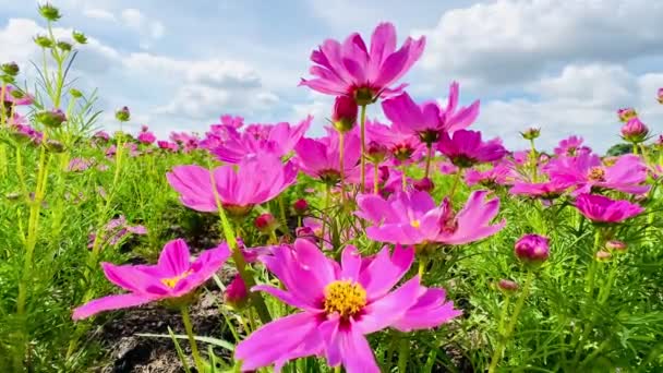 Rózsaszín Kozmosz Virágok Kék Felhők Természet Háttér — Stock videók