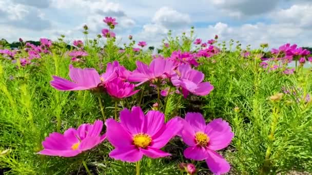Rosa Cosmos Flores Azul Cielo Nubes Fondo Naturaleza — Vídeo de stock