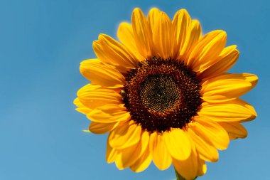 Sunflowers on blue sky background. Fields with sunflowers in the summer. Agricultural industry, production of sunflower oil.