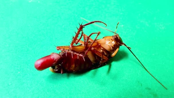Hamamböcekleri Eski Yuvarlak Karton Kutularda Yaşarlar — Stok video