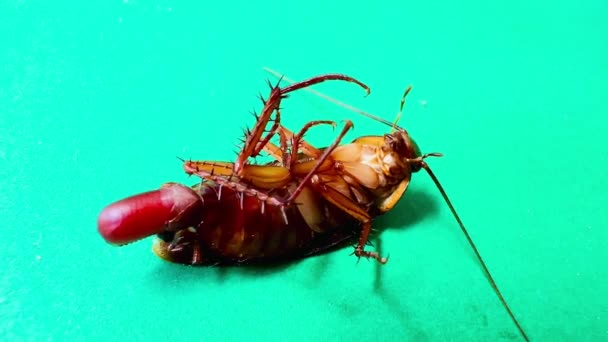Kakkerlakken Leven Oude Golfkartonnen Dozen — Stockvideo